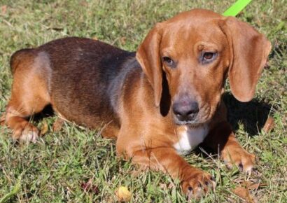 PAHS Pet of the Week: Meet David! Basset Hound Mix is Adorable and Gets Along with Other Dogs, Children