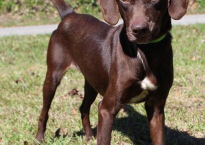 Autauga County Pet of the Week