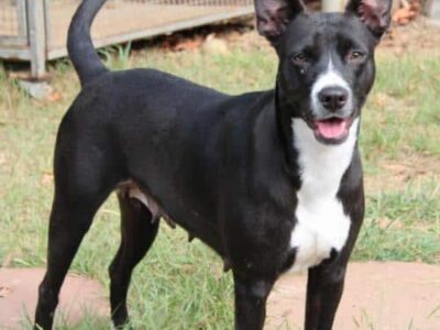 Elmore County Pet of the Week