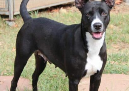 Elmore County Pet of the Week