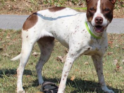 PAHS Pet of the Week: Meet Mulan! All Adoptions are Currently Half Price including Puppies, Kittens