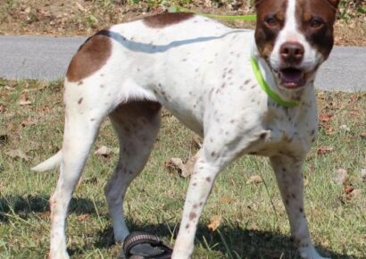 PAHS Pet of the Week: Meet Mulan! All Adoptions are Currently Half Price including Puppies, Kittens