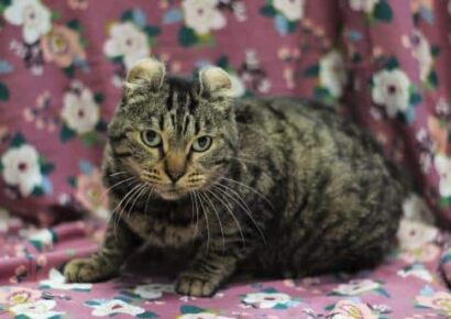 PAHS Pet of the Week: Meet Parsley; Special Needs Cat Needs Special Person/Family