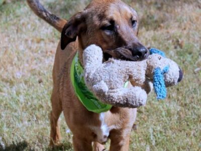 HSEC Pet of the Week: Meet Razor! Happy Guy that Loves Children, Crate-Trained and Looking for New Family