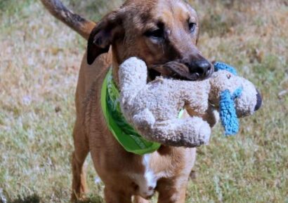 HSEC Pet of the Week: Meet Razor! Happy Guy that Loves Children, Crate-Trained and Looking for New Family