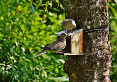 Backyard Bird Feeding