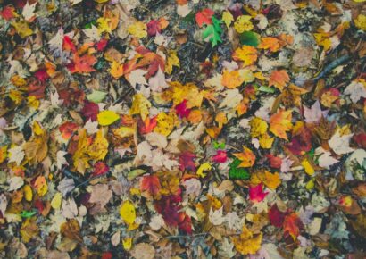 The Factors of Fall Leaf Color