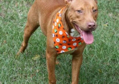 HSEC Pet of the Week: Meet King! American Pit Bull Terrier Mix, he is a Wonderful, Laid-Back Boy