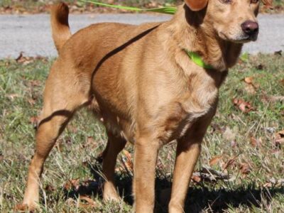 PAHS Pet of the Week: Meet Allie! Shepherd Mix Has Been Spayed, Good with Children
