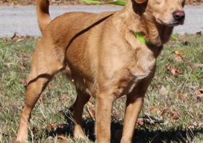 PAHS Pet of the Week: Meet Allie! Shepherd Mix Has Been Spayed, Good with Children