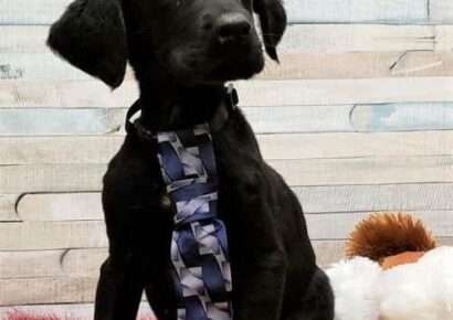 HSEC Pet of the Week: Meet Patrick! Super Loving Boy Who is Waiting for a Forever Home