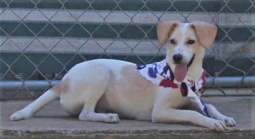 HSEC Pet of the Week: Meet Jester! Very Active, Playful but Not Currently Housetrained