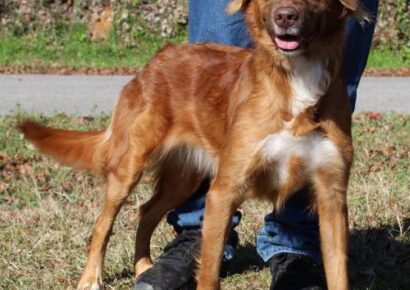 PAHS Pet of the Week: Meet Libby! Irish Setter Mix has been Spayed; Great for Home With Children and Only Dog