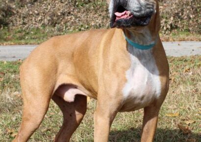 PAHS Pet of the Week: Meet Max! Classic Boxer, he is House Trained, knows Basic Commands and Behaved