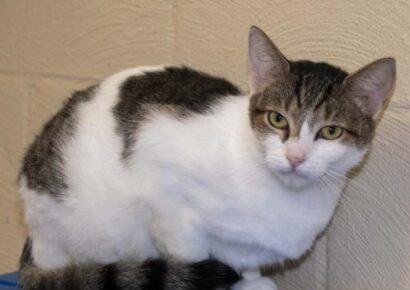HSEC Pet off the Week: Meet Sassy! Loving, Playful and Quite the Cuddler, She is Waiting for New Home