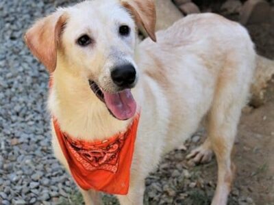 HSEC Pet of the Week: Meet Susie! Playful, Good Natured and Great with Other Dogs; Loves Water