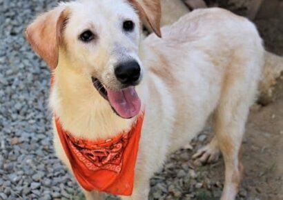 HSEC Pet of the Week: Meet Susie! Playful, Good Natured and Great with Other Dogs; Loves Water