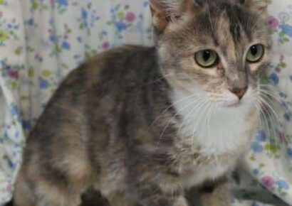 PAHS Pet of the Week: Meet Zilla! Gorgeous Kitty Who is Ready for her Forever Home