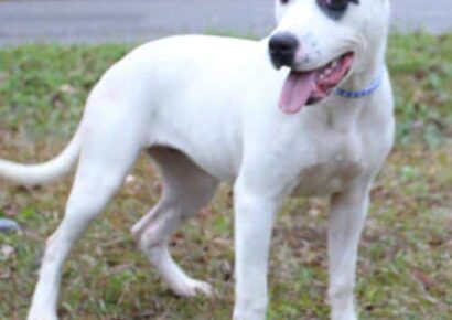 PAHS Pet of the Week: Meet Dottie! Beautiful, Frisky Girl Waiting for a New Family to Love