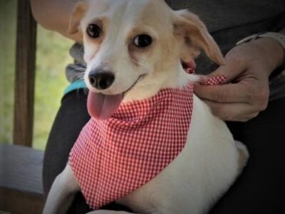 HSEC Pet of the Week: Meet Guther! Shy at first, but Gentle and Sweet