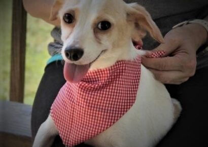 HSEC Pet of the Week: Meet Guther! Shy at first, but Gentle and Sweet