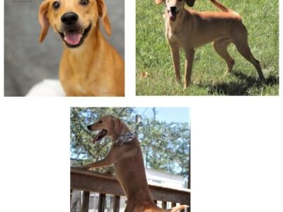 Protect Your Pets in Cold Weather: HSEC Pet of Week is Elliott