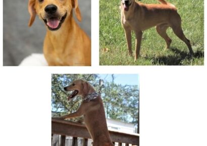 Protect Your Pets in Cold Weather: HSEC Pet of Week is Elliott