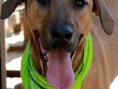 HSEC Pet of the Week: Meet Razor! Loves children, Good with Other Dogs; Loves His Stuffed Toys