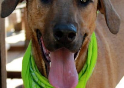HSEC Pet of the Week: Meet Razor! Loves children, Good with Other Dogs; Loves His Stuffed Toys