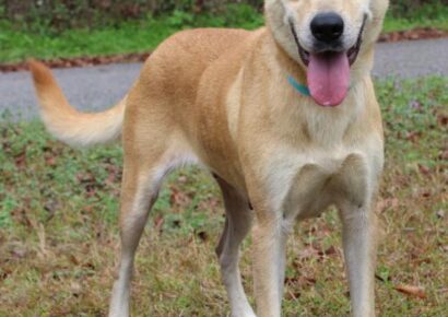 PAHS Pet of the Week: Meet ReeRee! Adorable Ears, Gorgeous Face and a Friendly Girl