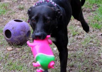 HSEC Pet of the Week: Meet Lola! Good with Dogs, but No Kitties Please