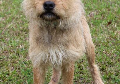 PAHS Pet of the Week: Meet Maddie! Friendly, Sweet and Fine with Other dogs, children