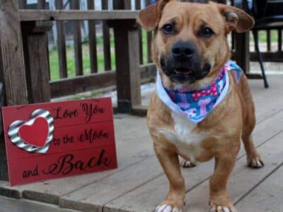 PAHS Pet of the Week: Meet Norman! Look at those Short Legs, but he has Big Love for Toys!