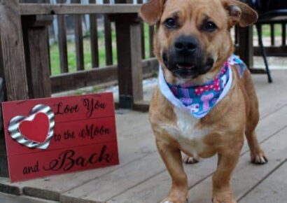 PAHS Pet of the Week: Meet Norman! Look at those Short Legs, but he has Big Love for Toys!