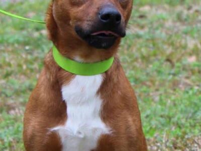 PAHS Pet of the Week: Meet Oliver! Done with Street Life, He Needs a Loving Home