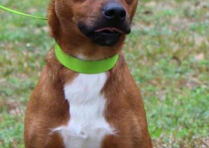 PAHS Pet of the Week: Meet Oliver! Done with Street Life, He Needs a Loving Home