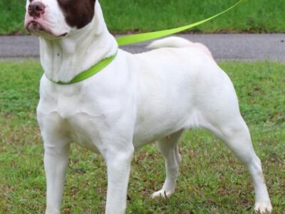 PAHS Pet of the Week: Meet Raylee! Stunning Girl, Friendly and Sweet