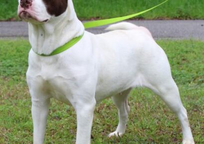 PAHS Pet of the Week: Meet Raylee! Stunning Girl, Friendly and Sweet