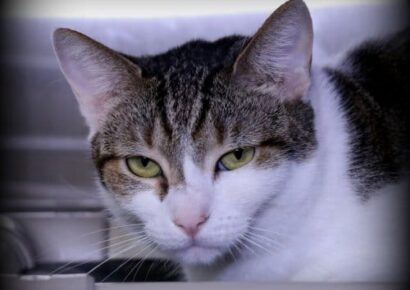 HSEC Pet of the Week: Meet Sassy! Great for Shop or Barn, Likes to do her Own Thing