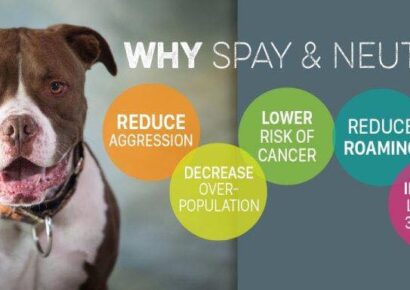 Alabama Animal Alliance Spay/Neuter Clinic Announces Esther’s Fund Assistance Available