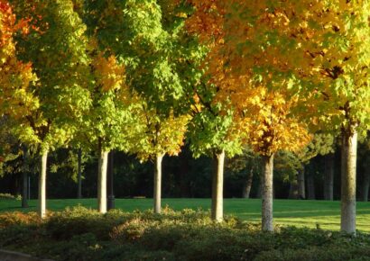 FREE Urban Forestry Certification Class to be Held at Legacy Park March 3-5 sponsored by FSC