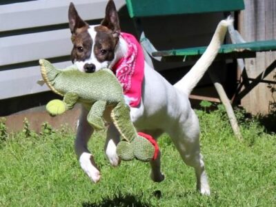 HSEC Pet of Week: Meet Emily! To Make An Appointment to Visit Her, Message HSEC by Email