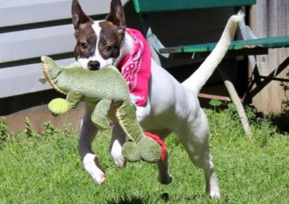 HSEC Pet of Week: Meet Emily! To Make An Appointment to Visit Her, Message HSEC by Email