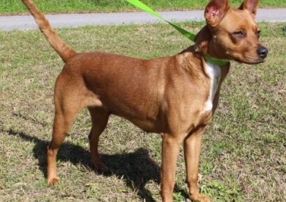 PAHS Pet of the Week: Meet Leah! Terrier Mix has Beautiful Sparkling Brown Eyes, and is Very Affectionate