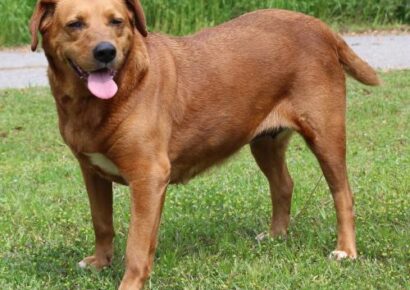 PAHS Pet of the Week: Meet Spectra! Retriever Mix is a Well-Behaved, Calm Southern Gal Who Loves to be Brushed