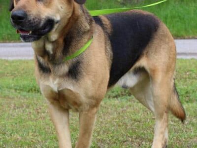 PAHS Pet of The Week: Meet Stanford! Shepherd Mix is Handsome, Gentle and Sweet