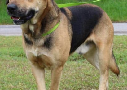 PAHS Pet of The Week: Meet Stanford! Shepherd Mix is Handsome, Gentle and Sweet