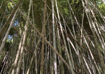 Rich with History, the Bamboo Forest in Prattville has Stood Strong for the Past 80 Years