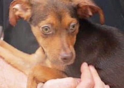 Meet Duke: Featured Pet of the Week from PAHS