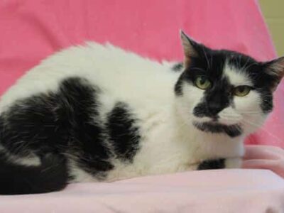 PAHS Pet of the Week: Meet Isabelle! Sweet Old Lady is Extremely Affectionate, but Likes to Stay to Herself